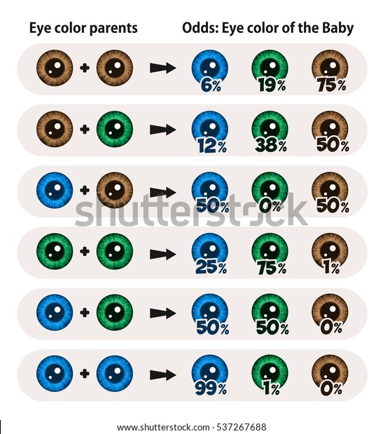 Child Probable Eyes Color Prediction Table Stock Vector Royalty Free