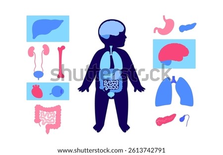 Child silhouette with main internal organs. Heart, lungs, liver and brain. Kidneys, intestines, pancreas and more in baby. Pediatric infant body systems in anatomical position flat vector illustration