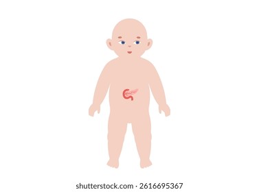 Child silhouette with pancreas in anatomical position. Pediatric vector showing endocrine and digestive system in infant. Diabetes, pancreatitis, enzyme disorders and metabolic diseases in baby body