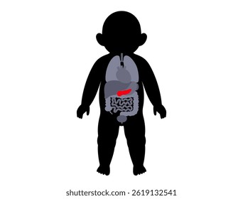 Child silhouette with pancreas in anatomical position. Pediatric vector showing endocrine and digestive system in infant. Diabetes, pancreatitis, enzyme disorders and metabolic diseases in baby body