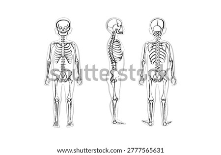 Child skeleton anatomy and bone structure. Skeletal system diagram with skull, spine, rib cage, pelvis, and limbs within a human body silhouette. Orthopedics, biology, and healthcare sketch vector