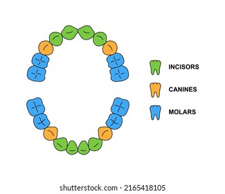 Child teeth dentition anatomy with descriptions. Child upper and lower jaw parts - incisor, canine and molar teeth. Primary tooth colored illustration