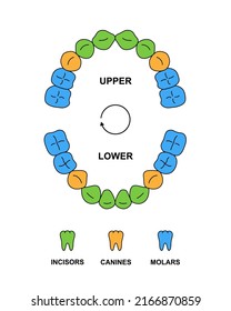 Child teeth dentition anatomy with descriptions. Child upper and lower jaw parts - incisor, canine and molar teeth. Primary tooth colored illustration