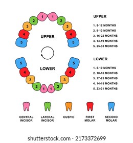 Child teeth dentition anatomy with descriptions. Child jaw parts - central incisor, lateral incisor, cuspid, first molar, second molar teeth.