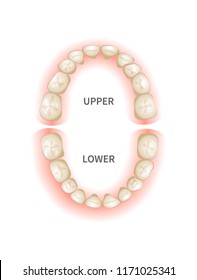 Child teeths sheme, upper and down jaws isolated on white