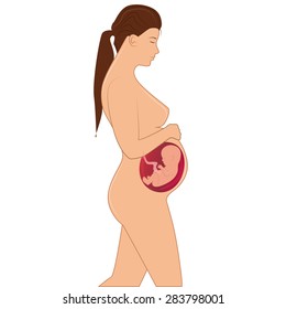The child in the womb of a pregnant woman. The development of the fetus inside the womb. The human embryo is inside the abdomen. Modern medical infographics.