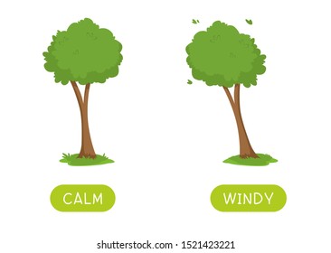 Childish educational word card with antonyms template. Flashcard for english language studying. Opposites, weather concept, calm and windy. Still and swaying trees flat illustration with typography