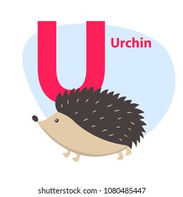 Children ABC with cute animal cartoon vector. English letter U with funny urchin flat illustration isolated on white background. Zoo alphabet with hedgehog for preschool education, kids books