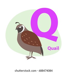 Children ABC with cute animal cartoon vector. English letter Q with funny quail flat illustration isolated on white background. Zoo alphabet with bird and caption for preschool education, kids books