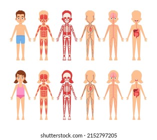 Children Anatomy Educational Body Organs Chart for Kids. Cute Little Boy and Girl Body Systems Muscular, Skeletal, Circulatory, Nervous and Digestive. Isolated Cartoon Vector Infographics, Clip Art