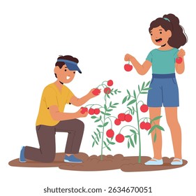Children characters picking tomatoes from bush on backyard garden collecting seasonal harvest cartoon scene. Cute boy and girl siblings enjoying gardening and farming activity vector illustration