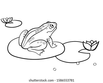 Children coloring toad, a frog is sitting on a water lily. Black and white. Cartoon vector illustration.