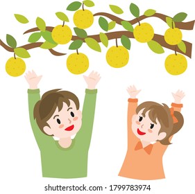 Children doing pear picking in the orchard