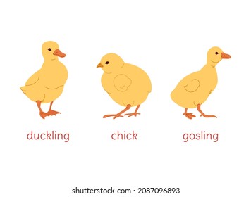 Children of duck, goose, chicken. Chicken, gosling and duckling on a white background. Vector flat illustration.

