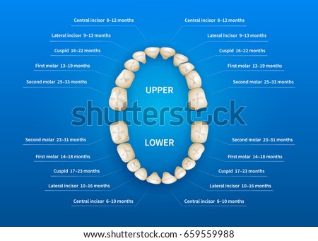 Chart Showing Teeth Numbers