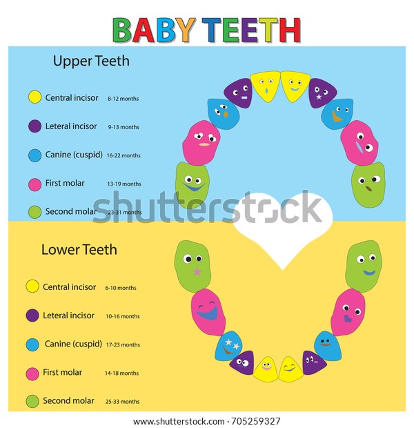 Baby Milk Teeth Chart