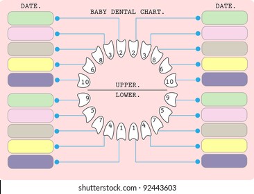 Toddler Teeth Chart