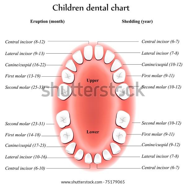 Children Teeth Anatomy Shows Eruption Shedding Stock Vector (Royalty ...