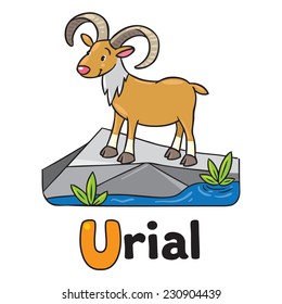 Children vector illustration of funny wild urial or ram. Alphabet U