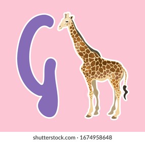 Children`s cards with the alphabet. Giraffe and lilac letter of the English alphabet G on pink background. Picture with exotic african animal. All objects are grouped and isolated. EPS 10