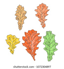children's colored drawing of oak leaves, a set of five pieces