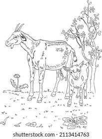 childrens coloring book goat and goat vector