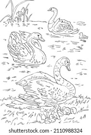 childrens coloring book swans with chicks vector