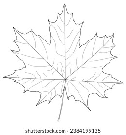 Childrens coloring books, Autumn maple leaves, fall