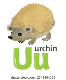 Children's drawing of a hedgehog in watercolor to illustrate the letter U of the English alphabet.