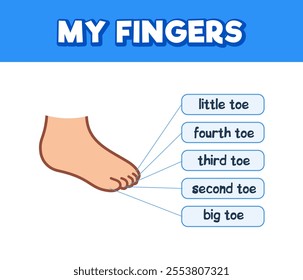 Children's foot anatomy with toe names. Body parts learning poster. Cute cartoon style illustration.