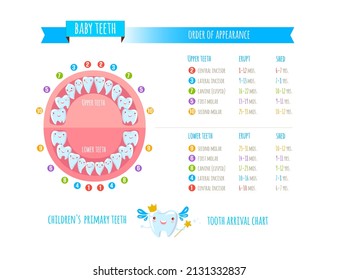 Children's  primary teeth tooth arrival chart.
Temporary teeth - names, groups, period of eruption and shedding of the children. Vector illustration, baby teeth.