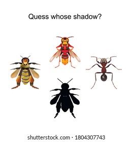 El rompecabezas de los niños. Los insectos perdieron su sombra. Uno fue encontrado, pero ¿a quién se lo darás? ¿Una abeja, un avispón o una hormiga? Dibujos en el estilo del realismo.