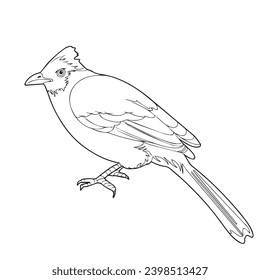 children's sketch illustration of a sooty-headed Bulbul