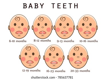 Children's teeth. The order of teeth growth in a child by months. Vector cartoon illustration