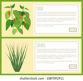Chile and chives herbal plants spicy flavor food, vector illustration with rectangles isolated text and buttons, red pepper and twig plant spices set
