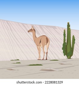 Desierto chileno de Atacama, Lama en el hábitat natural. Sudamérica, terreno rocoso con vegetación desértica, cactus. Escena silvestre, dibujo artístico, ilustración vectorial.