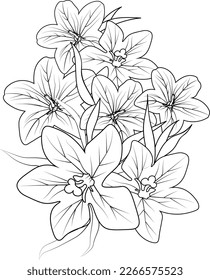 chilean bellflower copihue tattoo, Coloring pages for adults, hand drawing bellflower sketch art of ballonflower line art vector illustration, floral garden for beautiful design. Bluebell line drawing