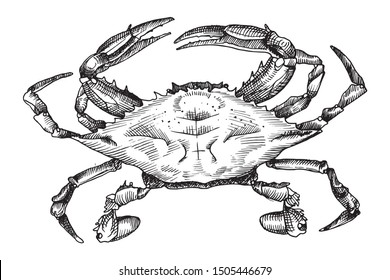 Chilean blue crab. Hand drawing, black and white sketch.