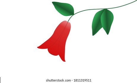 Chilean flower Copihue, in red color