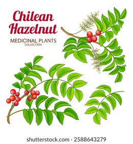 Chilean Hazelnut Branch Colored Detailed Illustration