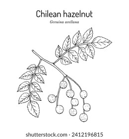 Chilean hazelnut (Gevuina avellana), edible and medicinal plant. Hand drawn botanical vector illustration