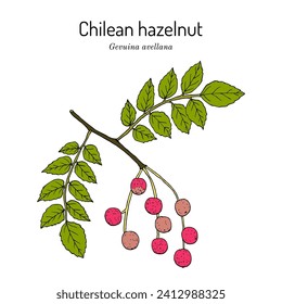 Chilean hazelnut (Gevuina avellana), edible and medicinal plant. Hand drawn botanical vector illustration