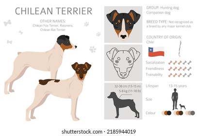 Chilean Terrier clipart. Different poses, coat colors set.  Vector illustration