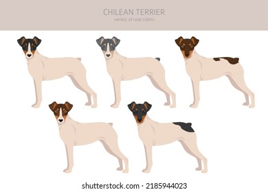 Chilenische Terrier Clipart. Unterschiedliche Posen, Farben für die Fellfarbe.  Vektorgrafik