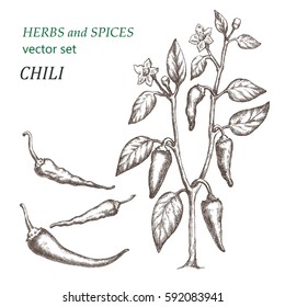Chili.  Botanical Illustration. Herbs and Spices.  The drawing hands.