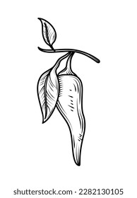 chili leaf nature icon isolated