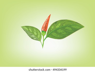Chili with leaves on green background for object 