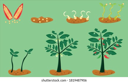 chili life cycle illustration. Vegetable assets for learning and product illustrations. Vector based design