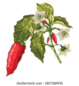 The chili pepper (also chile, chile pepper, chilli pepper, or chilli[3]), from Nahuatl chīlli (Nahuatl pronunciation: [ˈt͡ʃiːlːi] (About this soundlisten)).