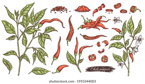 Chili pepper botanical hand drawn set, engraving vector illustration isolated.